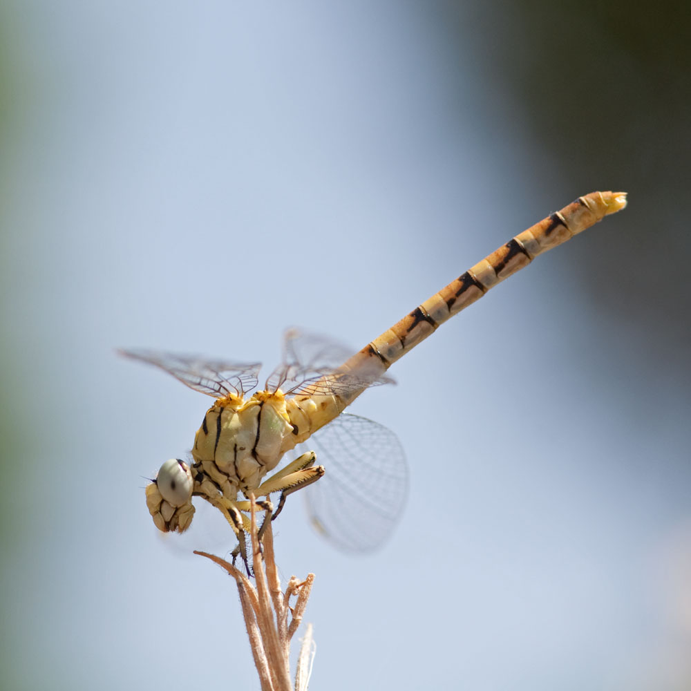 Onychogomphus lefebvrii